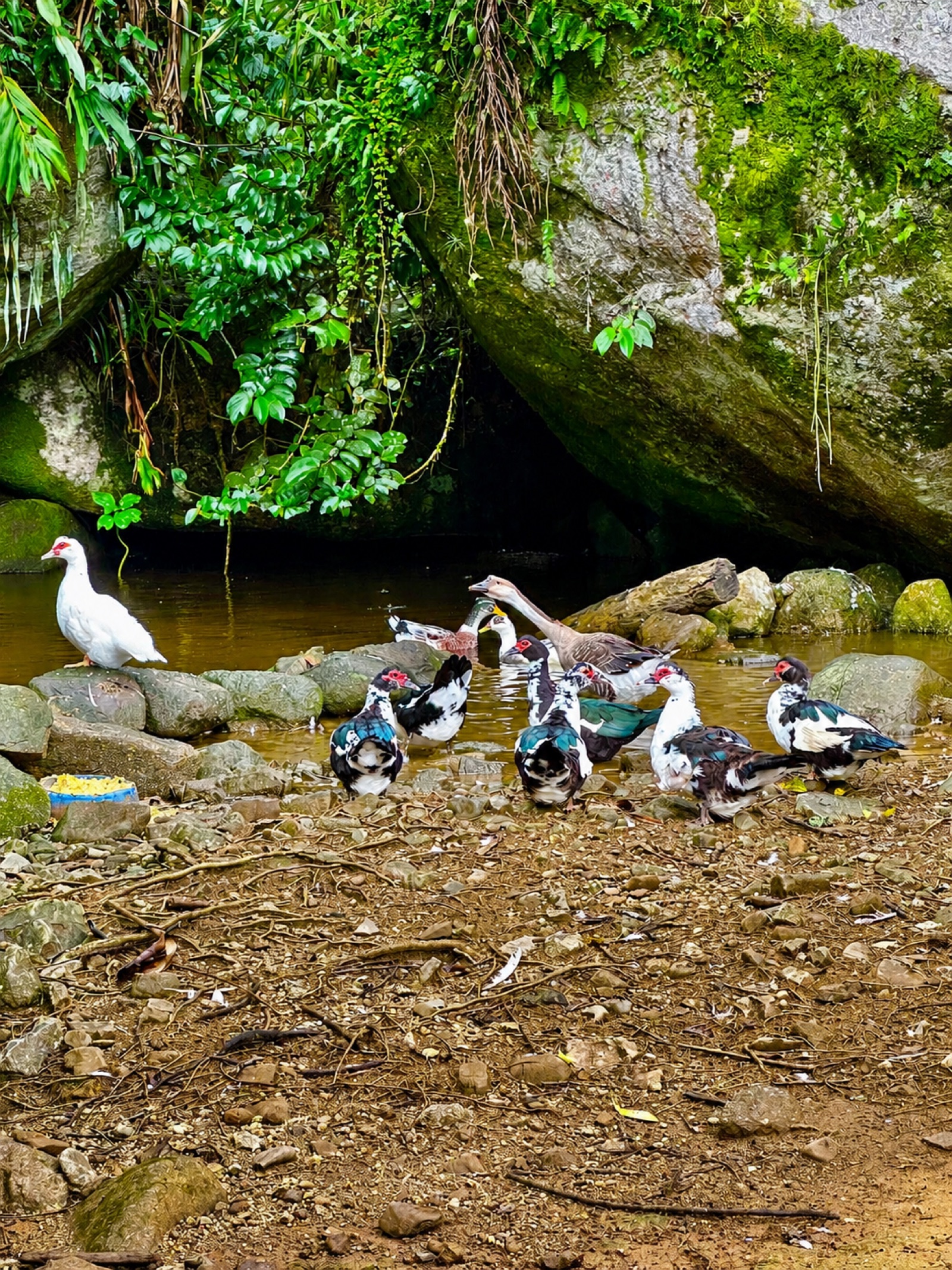 Ducks near a shaded forest waterhole