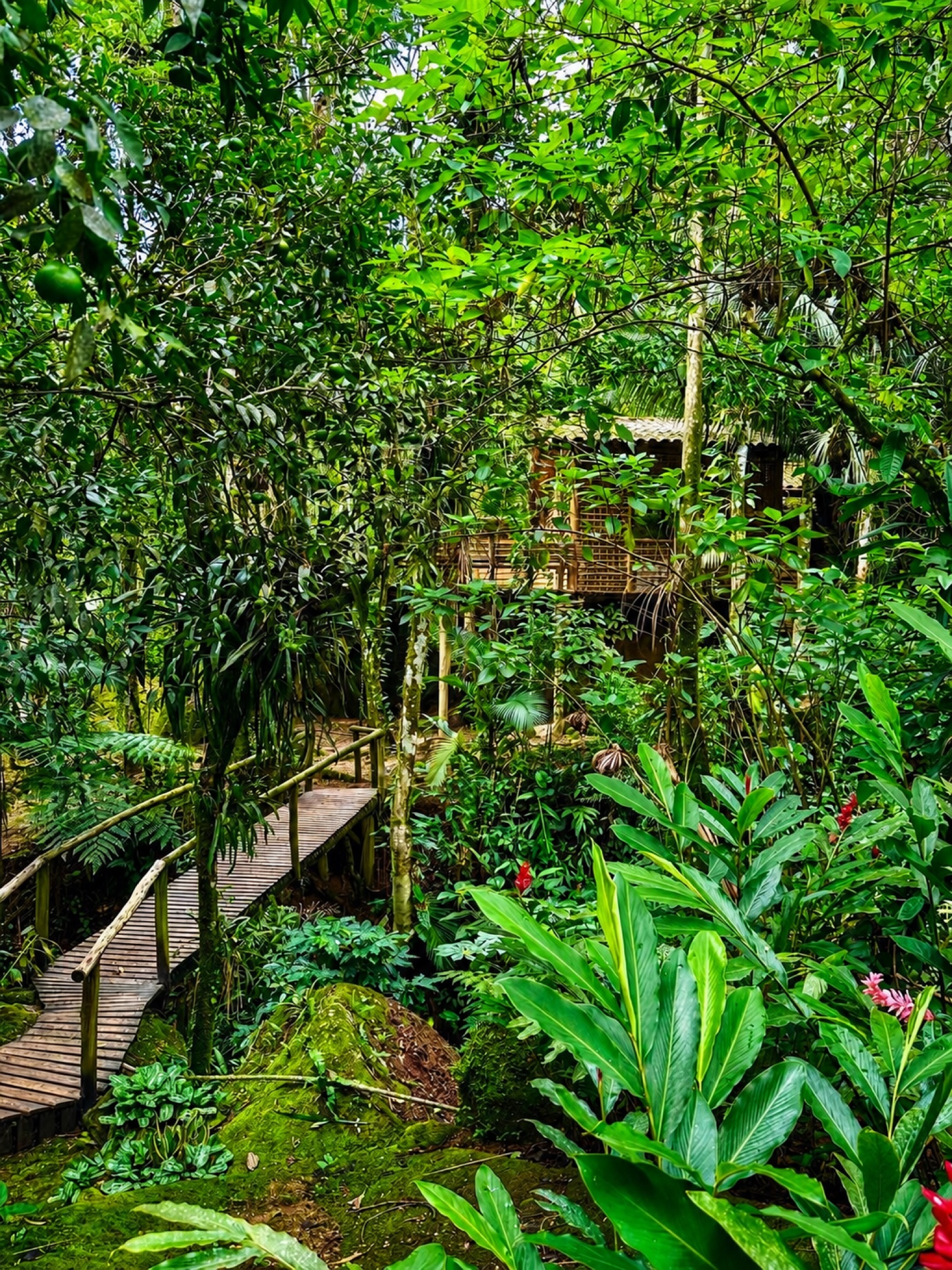 Wooden walkway through lush Atlantic rainforest